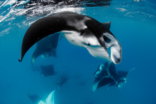 A manta ray swimming near the surface