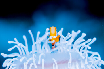 Clownfish live in a bleached anemone.
