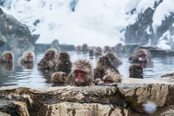 Monkey Day
