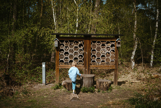 Child looking at bee hotel in a forest