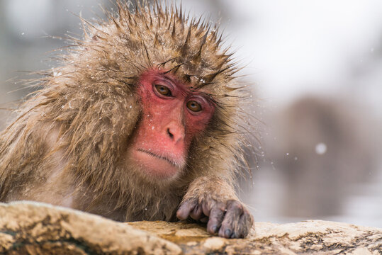 A languid-looking Japanese monkey