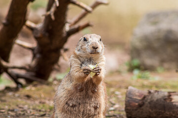 prairie dog eating
