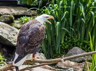 american bald eagle yelling 
