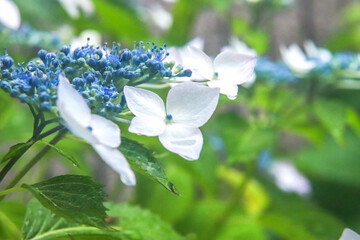 ガクアジサイ 紫陽花 あじさい 美しい 綺麗 可憐 さわやか かわいい 花びら 水滴 梅雨 雨 鮮やか