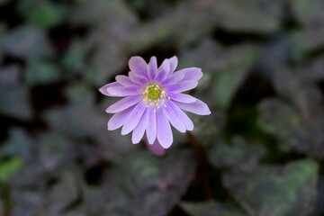 ユキワリイチゲ