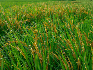 green rice field