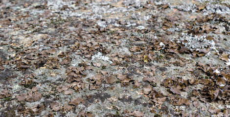 Brown fungi and lichen on the surface of the stone. Winter season. Floor angle view. Selective focusing.