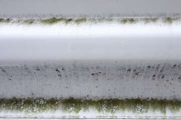 reeds in the water