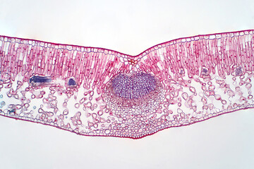 Cross section leaf of plant under the light microscope view.