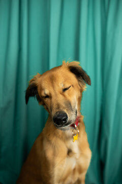 Mixed breed young dog.