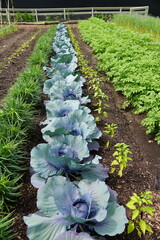 A row of varieties of organic vegetable garden under the sun