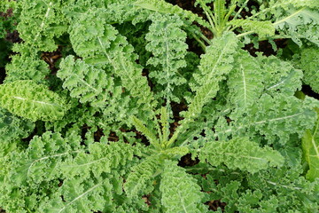 Healthy and fresh green kale 'Lerchenzungen' growing in the summer