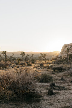 Sunset in Joshua Tree in Callifornia