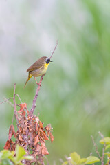 Male Common yellowthroat sitting on a tree branch.Bombay Hook National Wildlife Refuge.Delaware.USA
