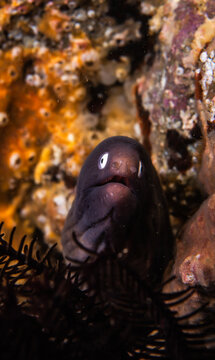 Moray