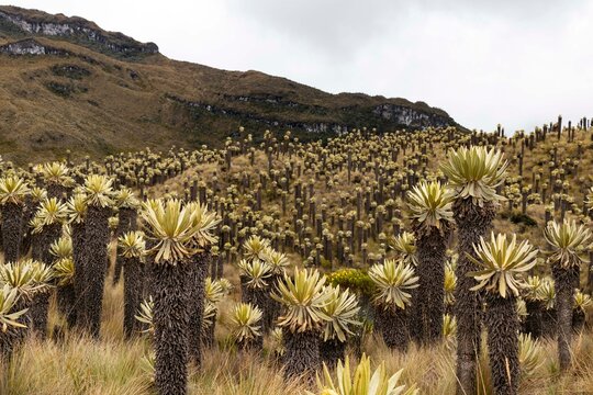 Espeletia forest in tropical moor 
