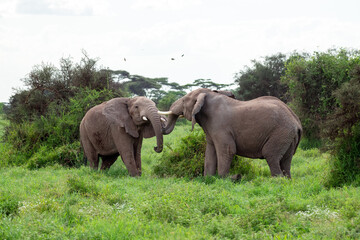 Naklejka na ściany i meble African bush elephant (Loxodonta africana) fighting head to head in Amboseli national park, kenya on cloudy day