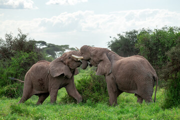Fototapeta na wymiar African bush elephant (Loxodonta africana) fighting head to head in Amboseli national park, kenya on cloudy day