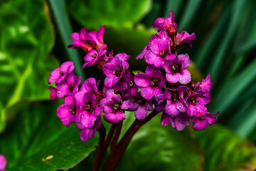 Obraz premium Bergenia cordifolia
