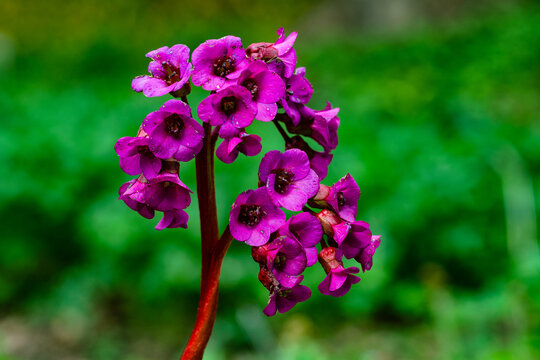 Bergenia Cordifolia