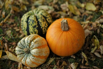  Pumpkins assortment in autumn leaves in the autumn garden.Thanksgiving and Halloween holiday....