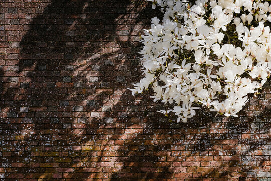 White Magnolia Tree