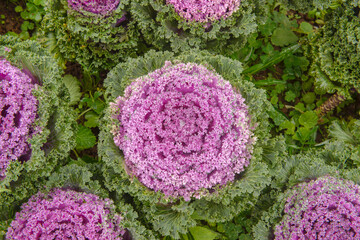 Purple Kale and green plants