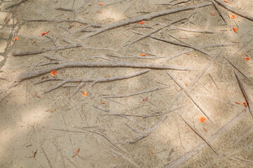 texture of tree roots on the ground