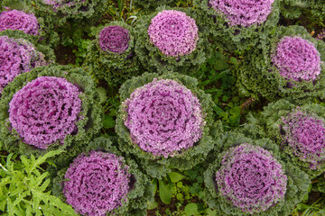 Purple Kale and green plants