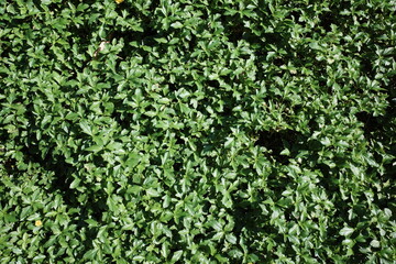green ivy wall