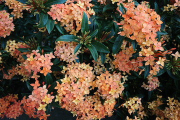 orange jungle geranium in the forest