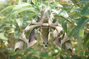 Oleander hawk-moth (Daphnis nerii)