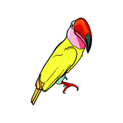 Toucan illustration isolated on white background. Exotic bird for printing on paper, clothes, blank by designer, wallpaper, print
