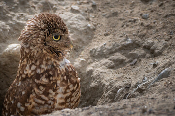 Mother Burrowing Owl Standing Guard 