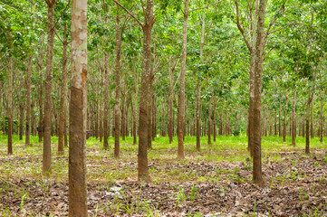 Row of para rubber plantation in South of Thailand,rubber trees