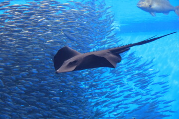 魚群の手前を横切るエイ © misumaru51shingo