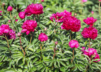 Herbaceous peonies kobzar. The bush is upright. The flower is densely rose-shaped. The color is dark pink.