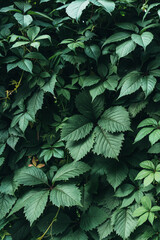 Texture of many fresh beautiful leaves of green wild grape. Natural background.