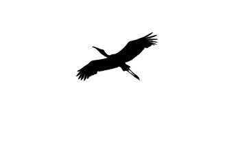 silhouette of a bird flying against a white background