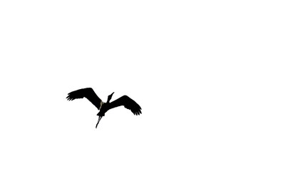 silhouette of a bird flying against a white background