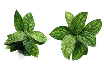 Top view of green house plant isolated on white background