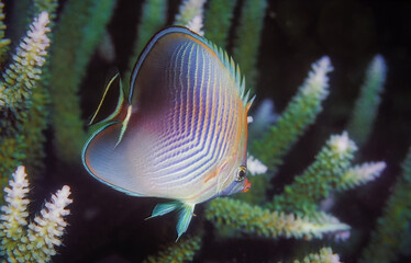 One kind of butterflyfish live along the coral reefs with beautiful colors and patterns that differ...