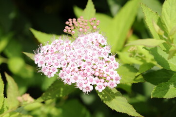 ピンク色の小花