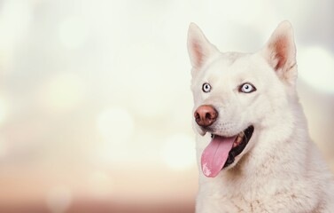 Dog.