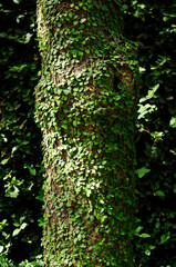 葉で覆う木と壁