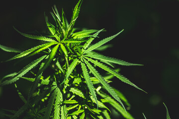 Closeup marijuana plant with sunlight. Cannabis cultivation plots. Herbal alternative medicine, cbd oil concept.