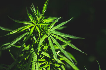 Closeup marijuana plant with sunlight. Cannabis cultivation plots. Herbal alternative medicine, cbd oil concept.