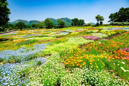 花畑 Images – Browse 185,039 Stock Photos, Vectors, and Video