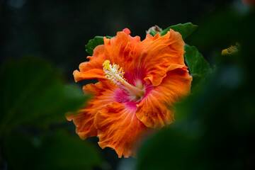 flor china color naranja en jardin hogare&ntilde;o 