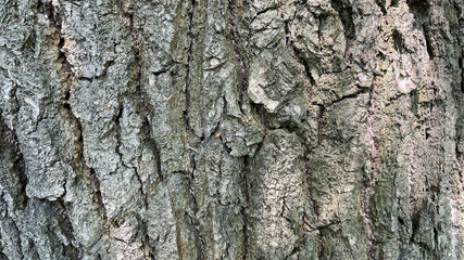 bark